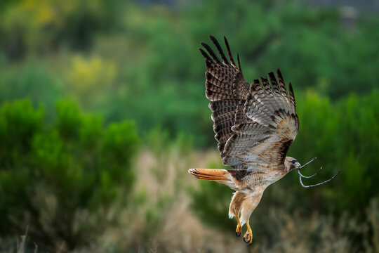Red-tailed hawk, flying with a branch with wings spread