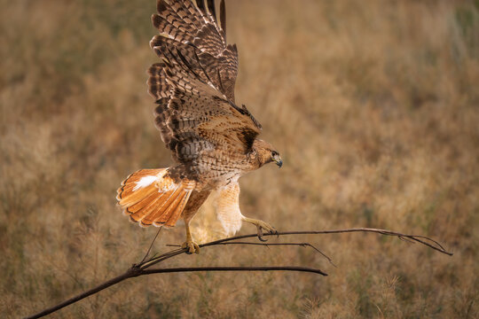 Red-tailed hawk, flying with a branch with wings spread