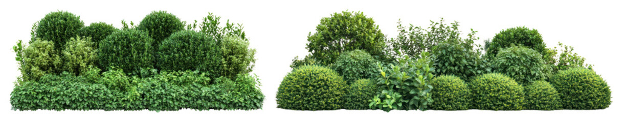 Fototapeta premium PNG Lush green garden hedges beautifully on transparent background
