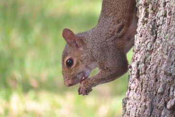 Gray american squirrel on tree eating acorn, closeup © natalya2015