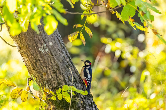 Great spotted woodpecker clinging to tree bark in autumn forest