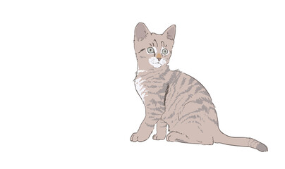 cat isolated on white © zorica