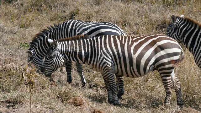 Family of wild plains zebras grazing on dry grass in the sunlit african savannah. Animals showcasing their iconic black and white striped patterns in a natural wildlife habitat