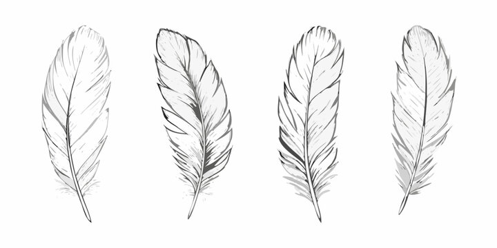 Four detailed feather illustrations in grayscale arranged vertically