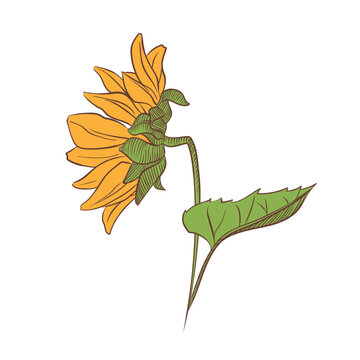 Hand drawn sunflower side view in botanical style isolated on white. Vector illustration of blooming flower with detailed petals, stem and leaf, for print, pattern design, card, and decor.