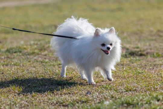 White spitz dog walking on leash in park