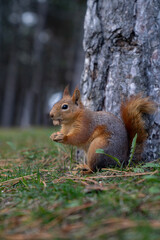 Fototapeta premium a squirrel eating peanuts in the grass