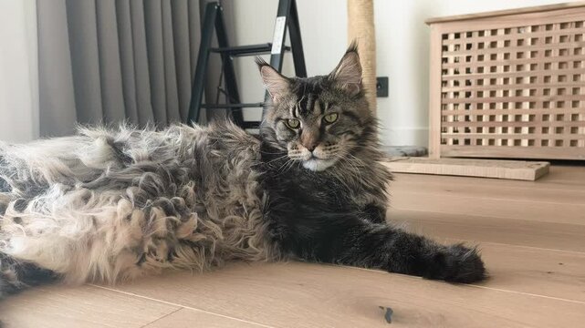 Adult maine coon cat with thick fluffy fur lies unbrushed on floor indoors. Large furry feline rests calmly showing natural coat texture at home. Pet appearance lifestyle and domestic