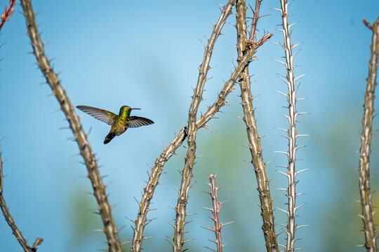 blue hummingbird in mid flight with wings spread between two ocotillo branches