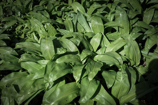 Wild garlic growing on the forest floor in Germany. Fresh green leaves symbolizing renewal, natural abundance, seasonal growth and the quiet energy of spring woodland landscapes.