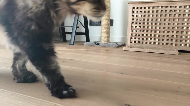 Adult maine coon cat suddenly notices something and looks alert on floor. Big furry feline quickly rises and moves away reacting to unexpected stimulus indoors. Pet curiosity attention and