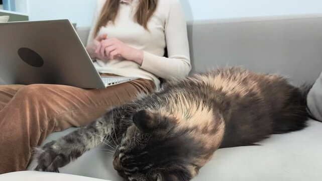 Woman works on laptop during video call while maine coon cat lies nearby on sofa. Large fluffy feline rests beside owner in home office remote work scene. Lifestyle concept of freelancing