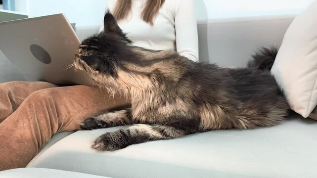 Woman works on laptop while maine coon cat sniffs device and rubs against it. Large fluffy feline interacts with computer during home office routine. Lifestyle concept of remote work with