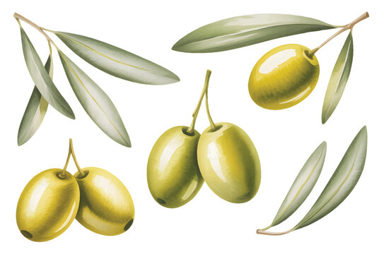 Olive fruit set with leaves watercolor illustration isolated on white background.
