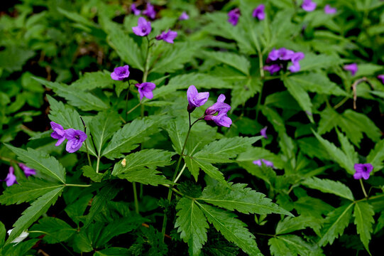 Blooming Dentaria glandulosa at springtime