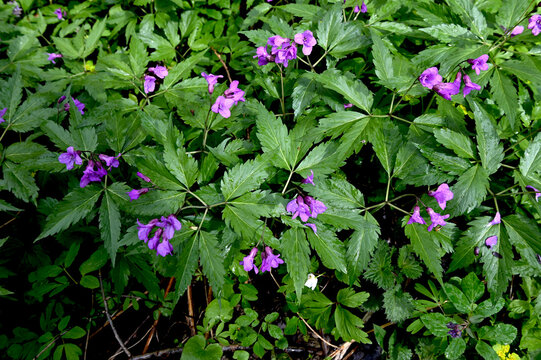 Blooming Dentaria glandulosa at springtime