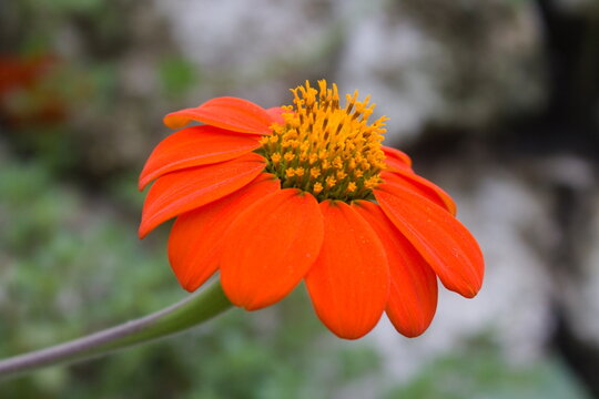 Vibrant Orange Flower Macro with Yellow Center in Natural Light
