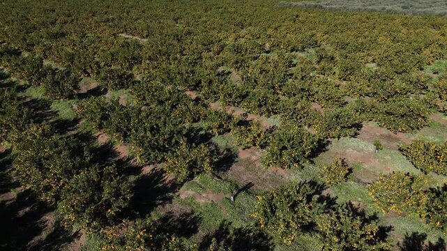 Aerial view of orange orchard with trees and ripe fruit