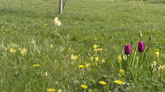 field of flowers with purple tulips 
