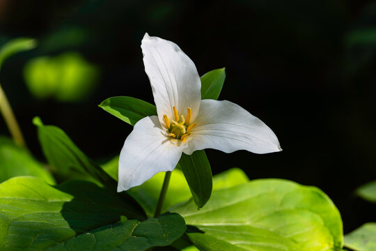 White Trillium