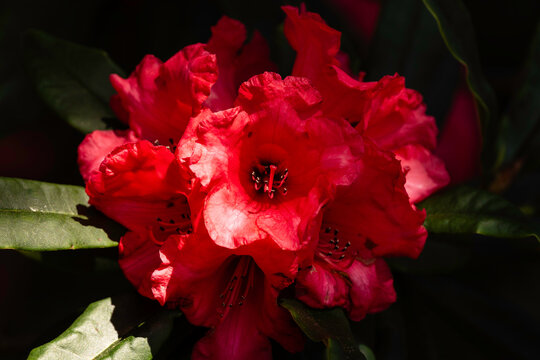 Crimson in Bloom: A Rhododendron&rsquo;s Bold Spring Moment