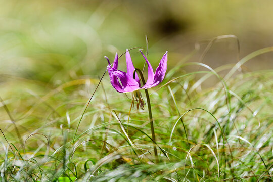 Pink Fawn Lily