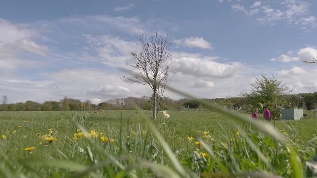 field with flowers on a windy day 