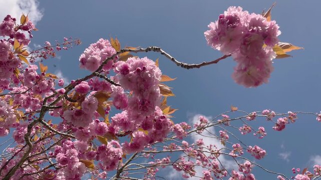 pink cherry blossom blowing in the breeze 