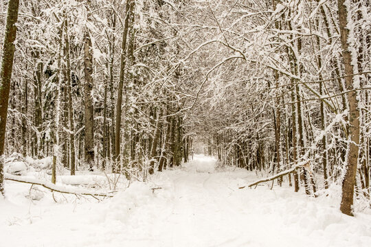 Snow covered forest path with fallen log beside trail in winter, Bialowieza primeval forest, Poland