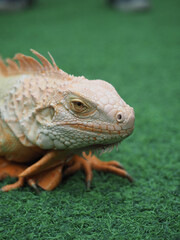 Fototapeta premium Orange Iguana Looking Alert on Grass
