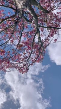 Cherry blossom tree view from low down 
