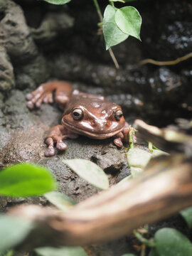 Australian Tree Frog Sitting on Rock