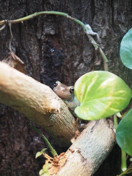 Australian Tree Frog Resting on Branch