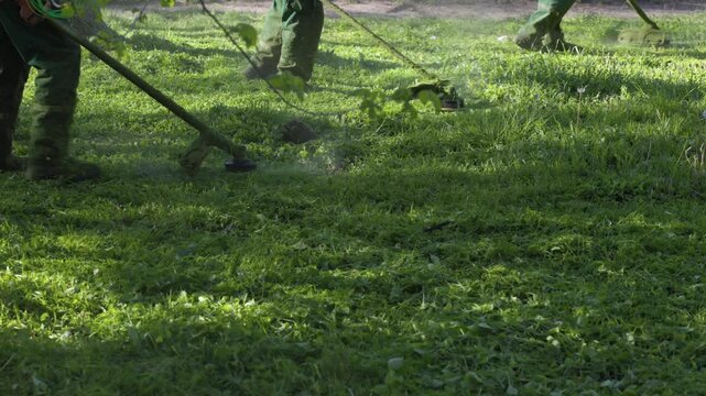 A team of professional landscapers in uniforms working together to cut long grass in a public park. Close-up view of multiple string trimmers in action during municipal garden maintenance.