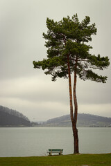 Wysokie drzewo nad jeziorem © Grzegorz