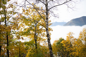 Fototapeta premium Tall birch tree with vibrant yellow autumn leaves stands against a dramatic mountain backdrop and a sea of white clouds in the valley.