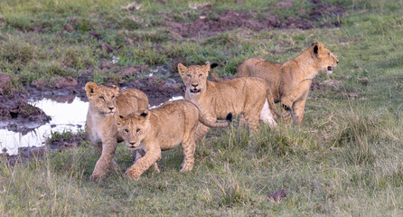 Here Comes Trouble © George Erwin Turner