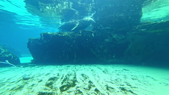 Sea lions move playfully in clear water close to underwater rocks. Bubbles rise to the surface as they dive and swim around in an active marine environment.