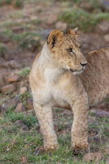Fototapeta premium Lion with His Eye on Something