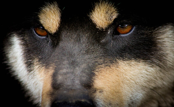Portrait of a black JinDo Dog