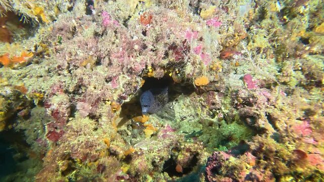 Wildlife - Moray eel in a colourfull scene
