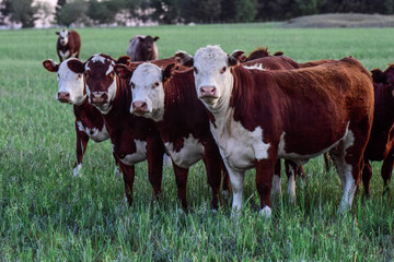 Obraz premium Cattle Herd in the Argentine countryside, La Pampa Province, Patagonia, Argentina.