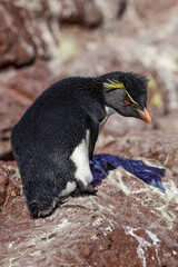 Fototapeta premium Rockhopper Penguin in Penguin Island,Puerto Deseado, Santa Cruz Province, Patagonia Argentina