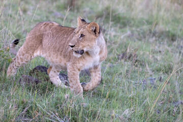 Young Lion on the Proel © George Erwin Turner