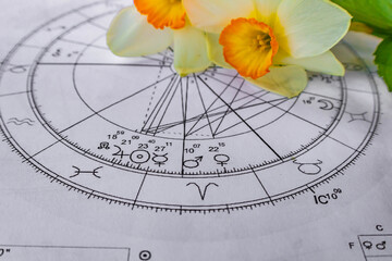 Printed astrology charts with planets Jpiter, Sun, Mercury, Mars and Venus  and  narcissus in the background © Blazenka