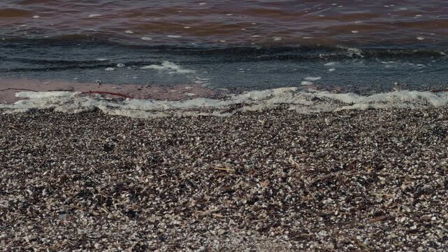 Closeup view of shells on damp sand. Highresolution macro shot showcasing shells and textured surface