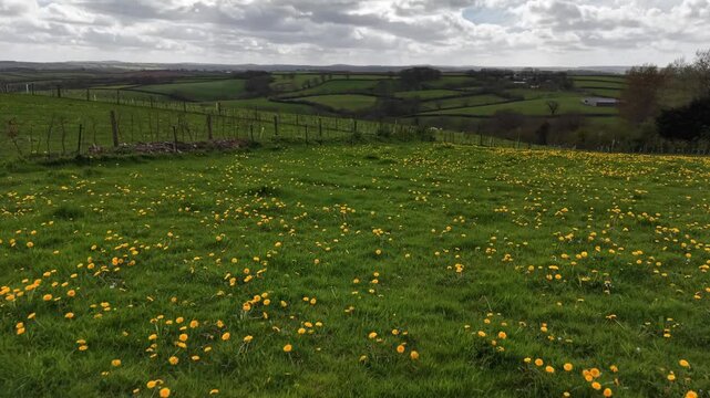 Farmers field full of wild Dandelion weeds
