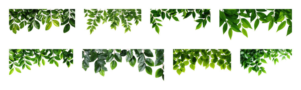 PNG Lush green foliage border design, transparent background