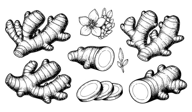 Vintage Engraved Ginger Root and Flower Botanical Vector Set for Herbal Medicine and Detox Design