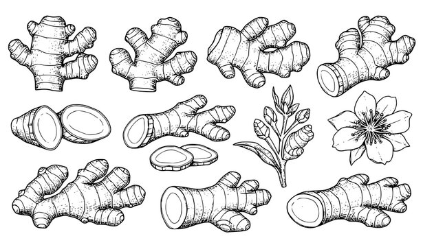 Big Collection of Ginger Root Engraved Style Vector Illustrations with Flower and Slices Isolated on White Background
